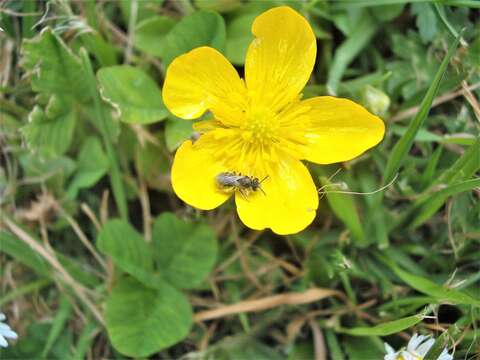 Image of Lasioglossum cognatum (Smith 1853)