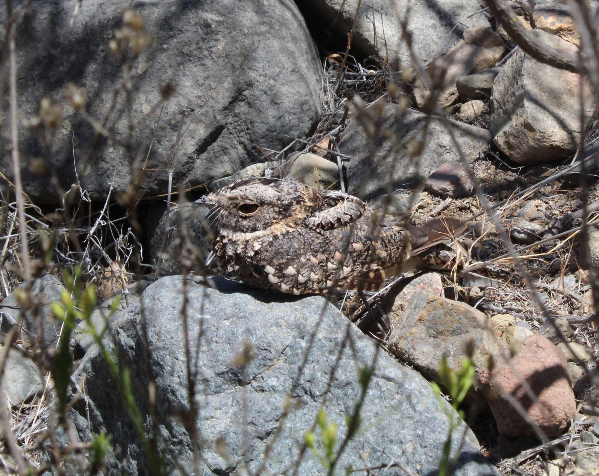 صورة Systellura longirostris bifasciata (Gould 1837)