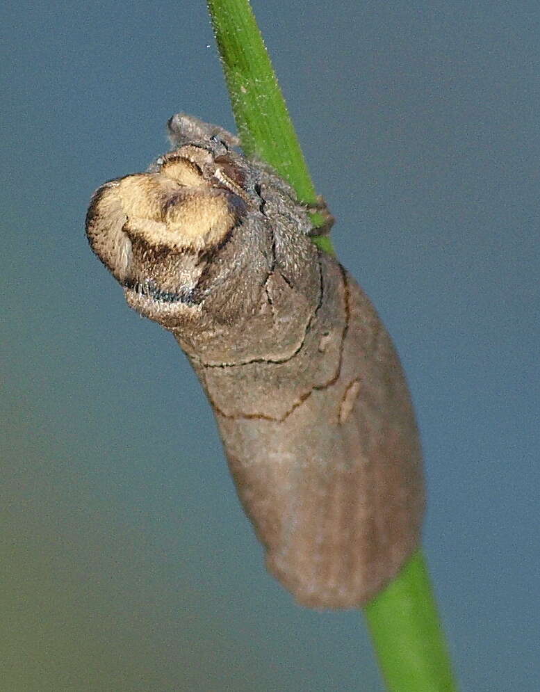 Слика од Discophlebia lucasii Rosenberg 1885