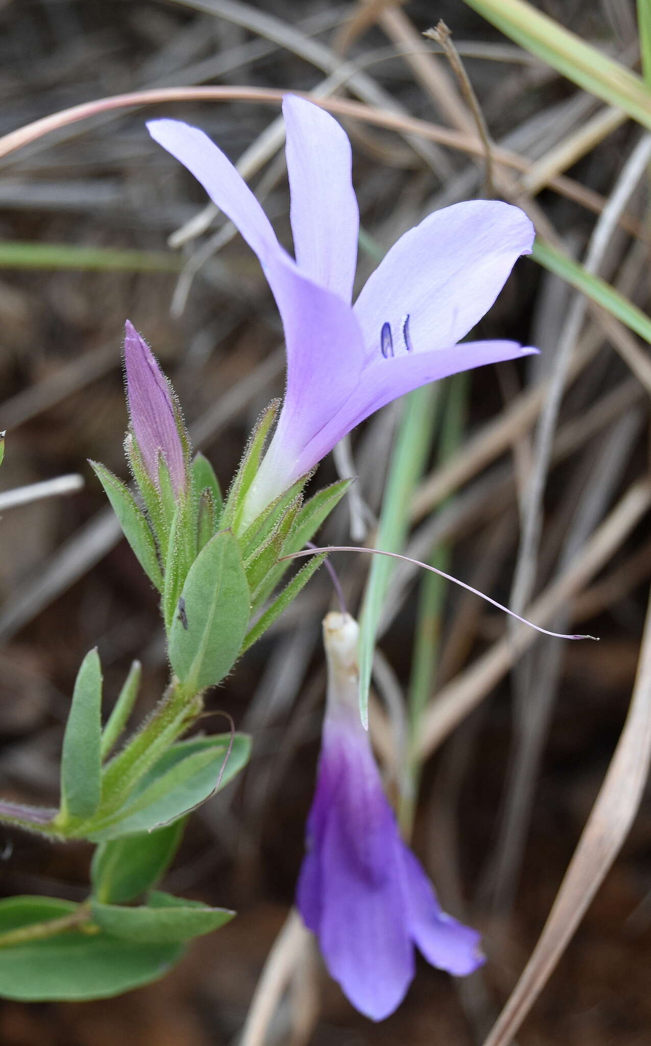 Imagem de Barleria meyeriana Nees