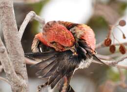 Image of Two-barred Crossbill