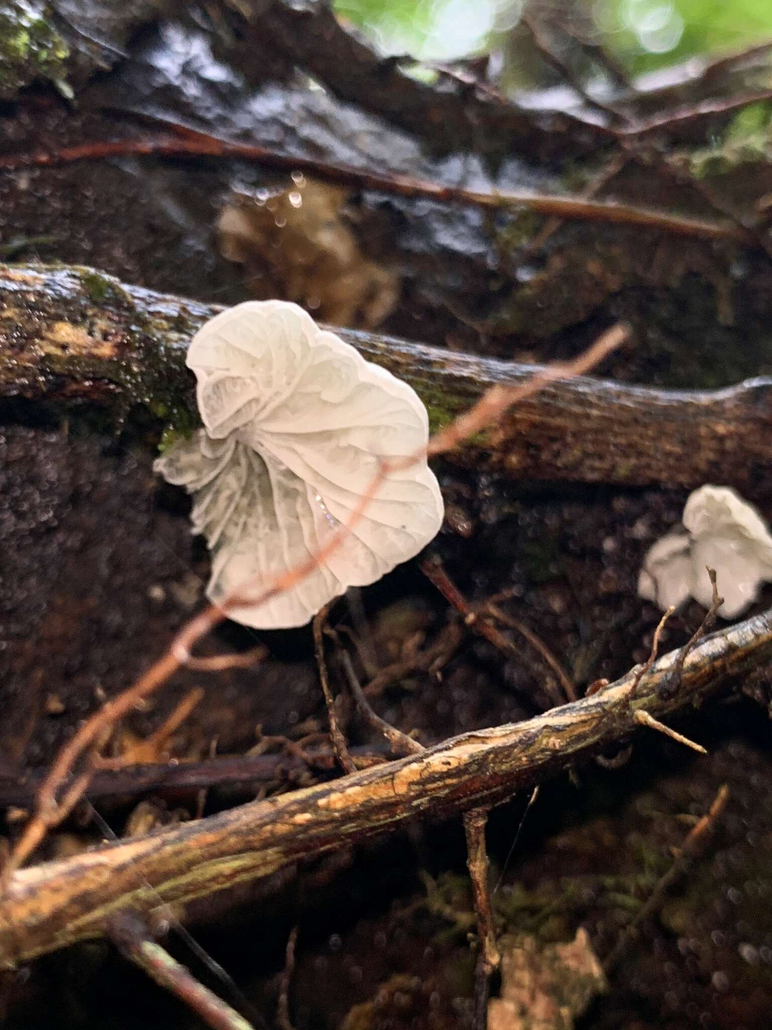 Image of Campanella tristis (G. Stev.) Segedin 1993