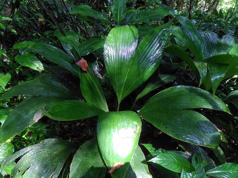 Image of Asplundia brachyphylla Harling