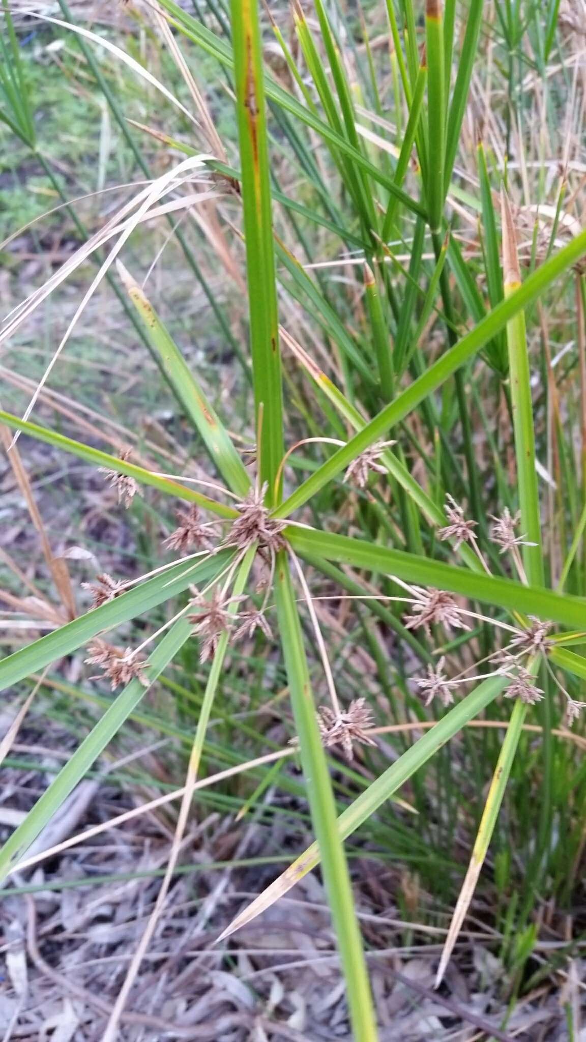 Imagem de Cyperus vaginatus R. Br.