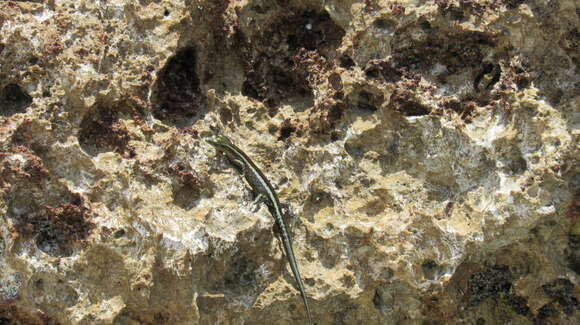 Image of East-African Snake-eyed Skink