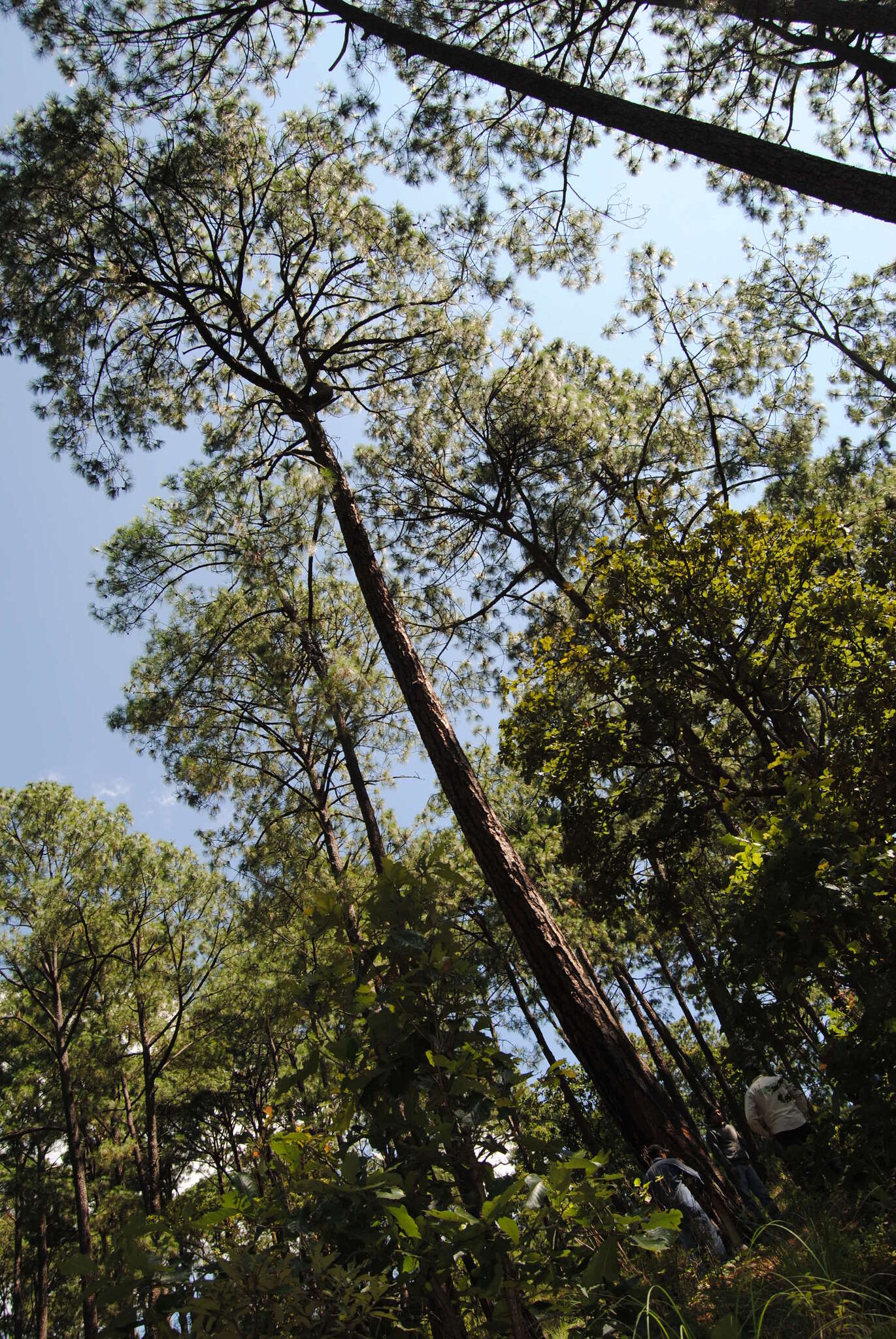 Image of Pringle's Pine