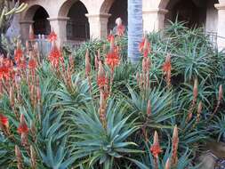 Image of candelabra aloe