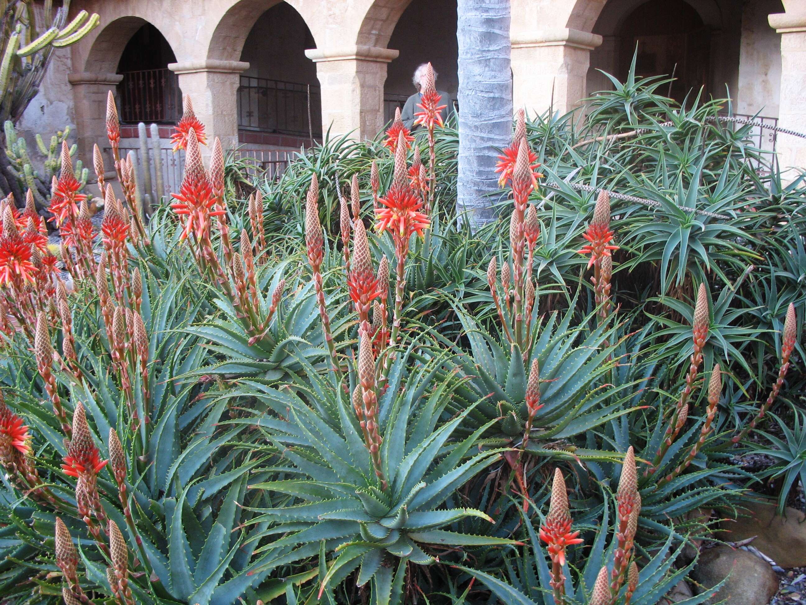 Image of candelabra aloe