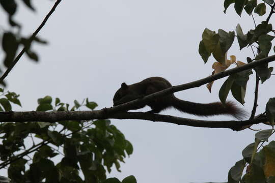 Image de Callosciurus finlaysonii bocourti (Milne-Edwards 1867)