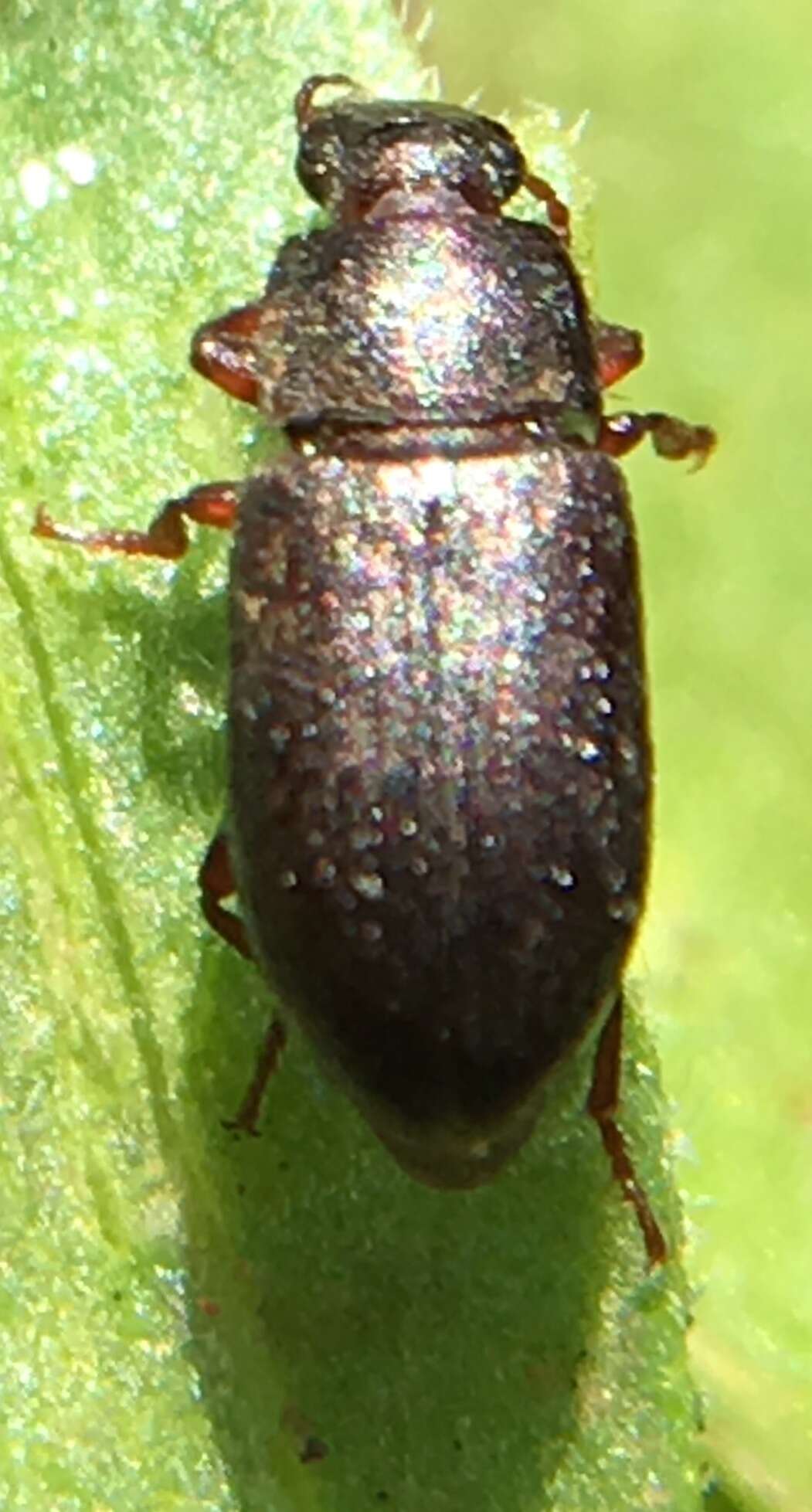 Image of Beetle