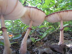 Image of Leucoagaricus americanus (Peck) Vellinga 2000