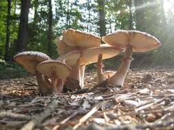 Image of Leucoagaricus americanus (Peck) Vellinga 2000