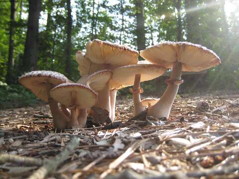 Image of Leucoagaricus americanus (Peck) Vellinga 2000