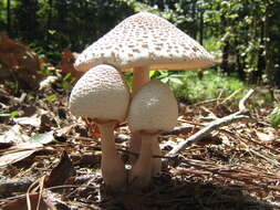 Image of Leucoagaricus americanus (Peck) Vellinga 2000