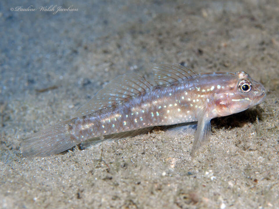 Слика од Coryphopterus glaucofraenum Gill 1863