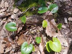 Image de Hexastylis heterophylla (Ashe) Small