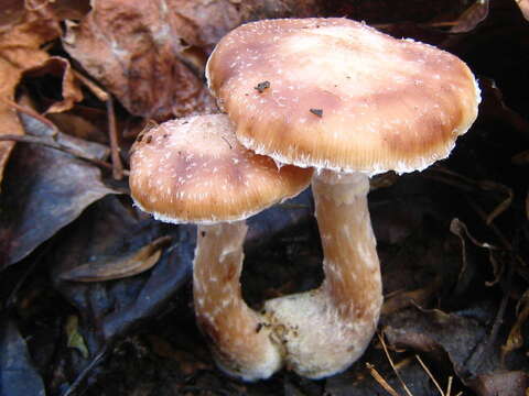 Image of Armillaria gallica Marxm. & Romagn. 1987