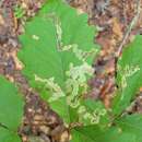 Image of Solitary Oak Leafminer