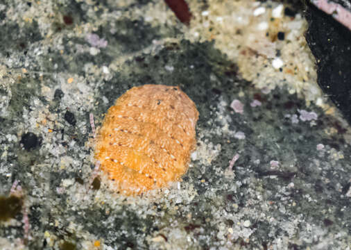 Image of keep's chiton