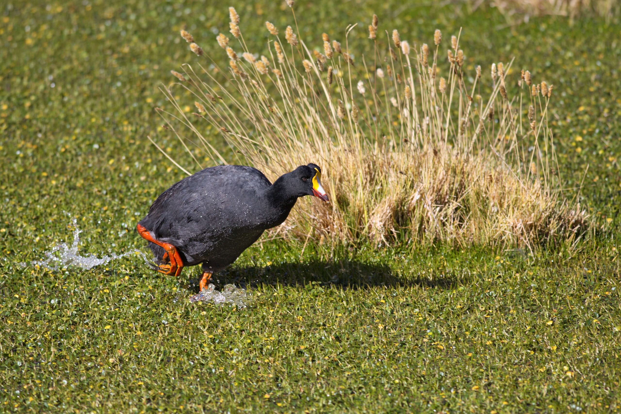 Image of Giant Coot