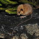 Image of Long-tailed climbing mouse