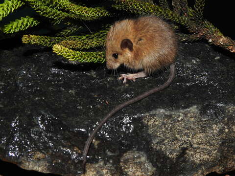 Image of Long-tailed climbing mouse