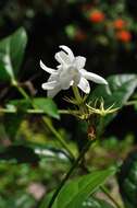 Image of Arabian jasmine