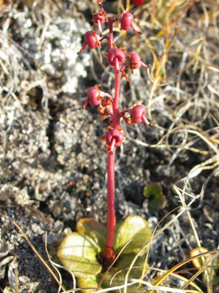 Image of largeflowered wintergreen