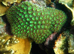 Image of Fluorescence grass coral