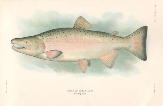 Image of Coho Salmon