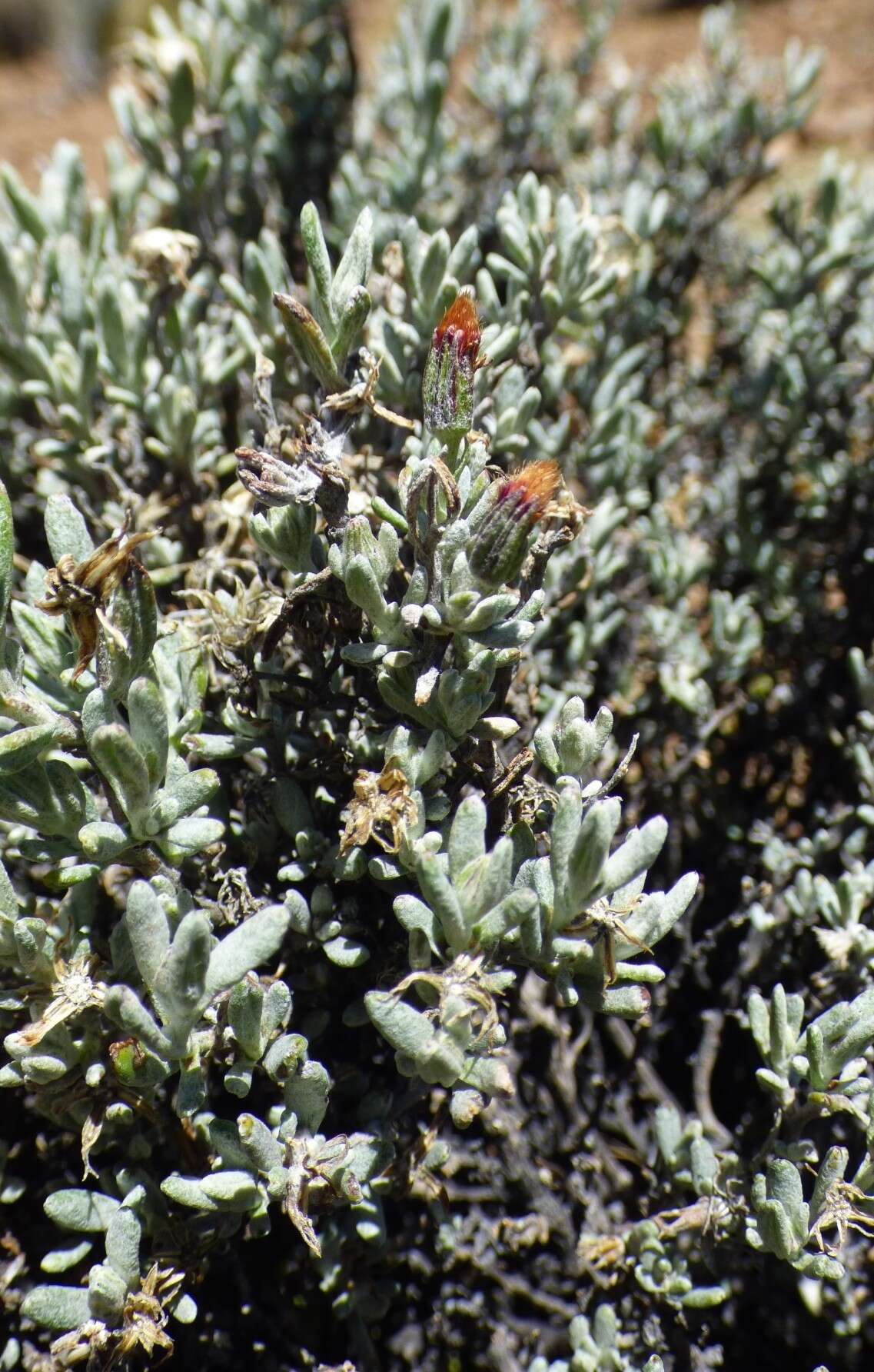 Plancia ëd Chersodoma jodopappa (Sch. Bip. ex Wedd.) Cabrera