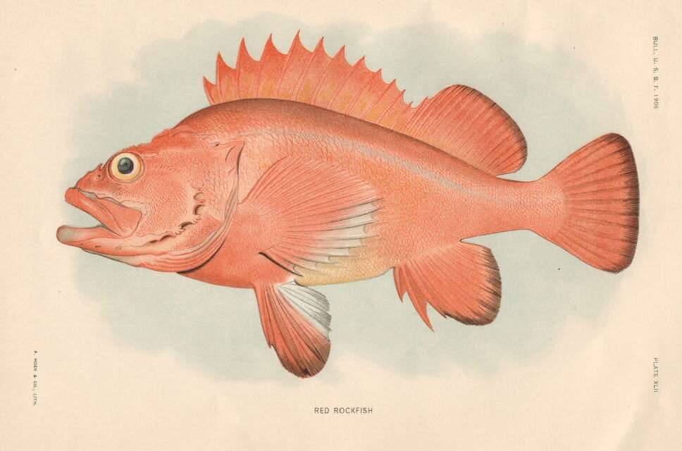 Image of Yelloweye rockfish