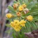 Image of Allagopappus canariensis (Willd.) Greuter