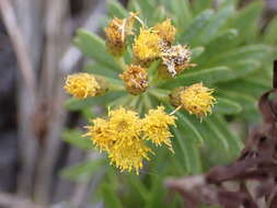 Image de Allagopappus canariensis (Willd.) Greuter