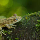 صورة Scinax elaeochroa (Cope 1875)