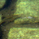 Image of Pike cichlid