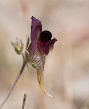 Plancia ëd Linaria tristis (L.) Mill.