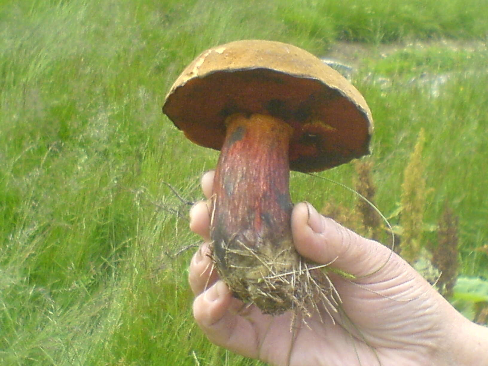 Image of Neoboletus luridiformis (Rostk.) Gelardi, Simonini & Vizzini 2014