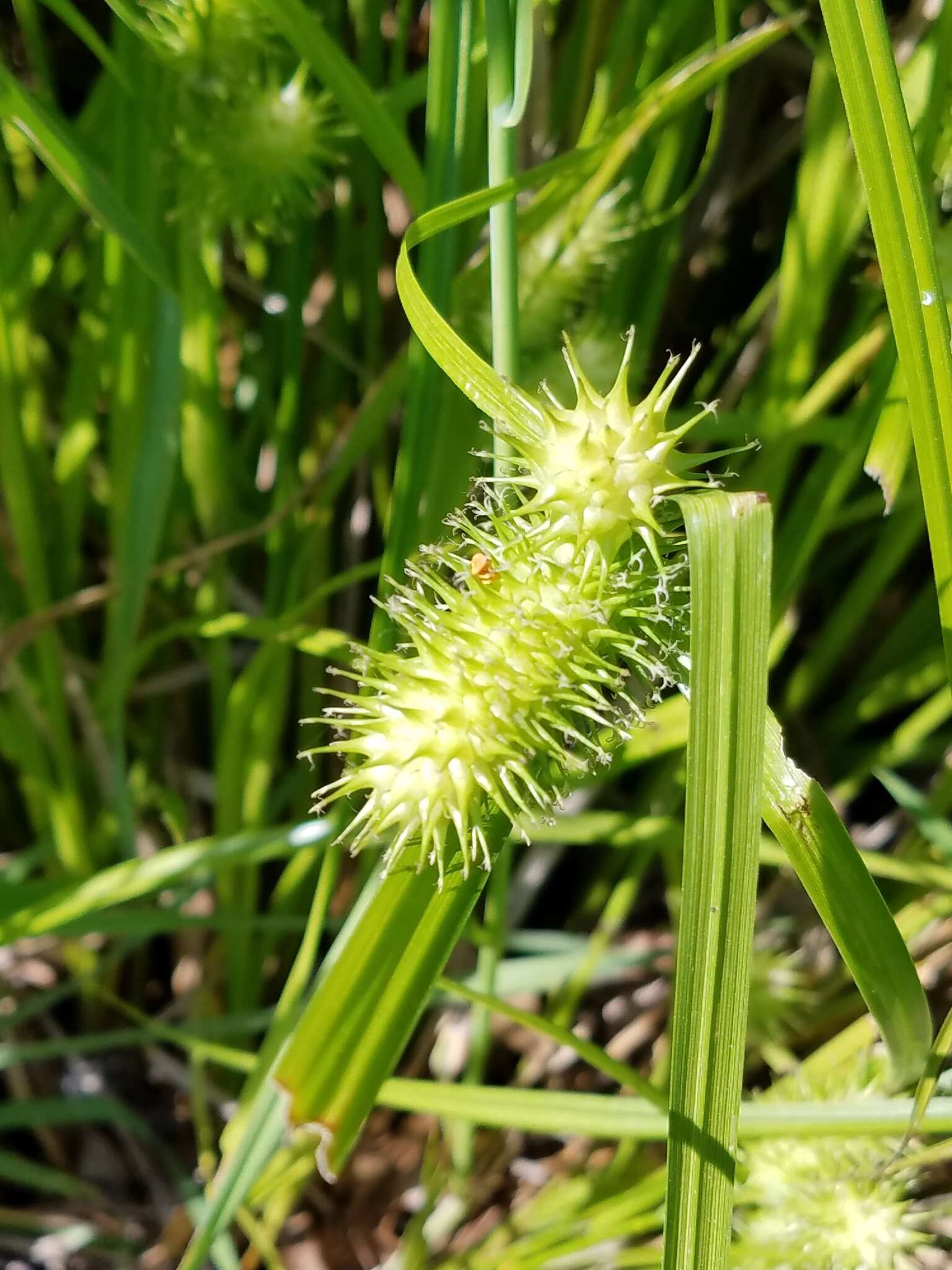 Image of shallow sedge