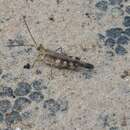 Image of Longhorn Band-wing Grasshopper