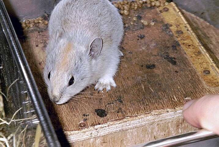 Image of Afghan Pika