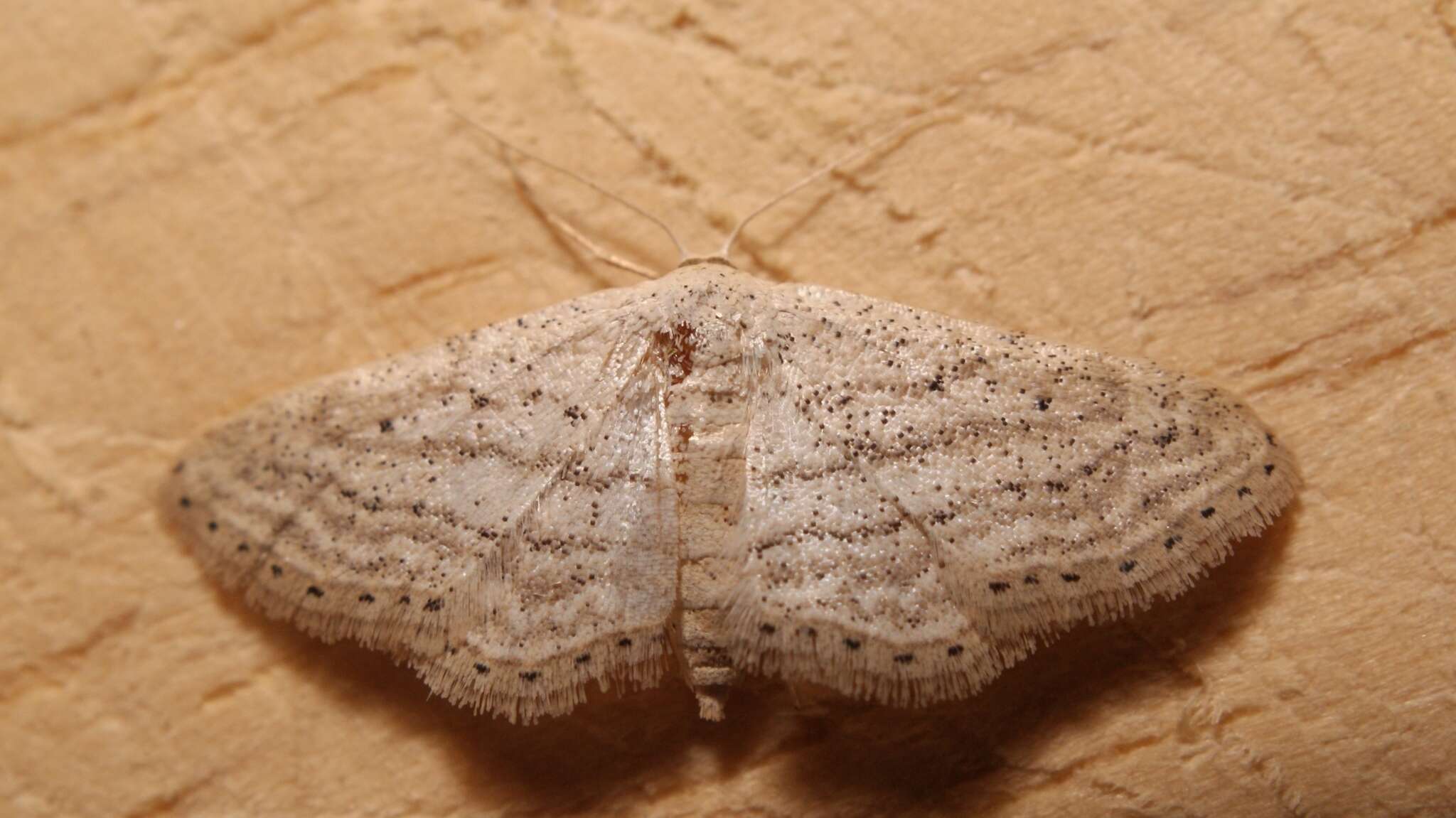 Image de Idaea elongaria Rambur 1833