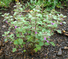 Plancia ëd Clinopodium graveolens (M. Bieb.) Kuntze