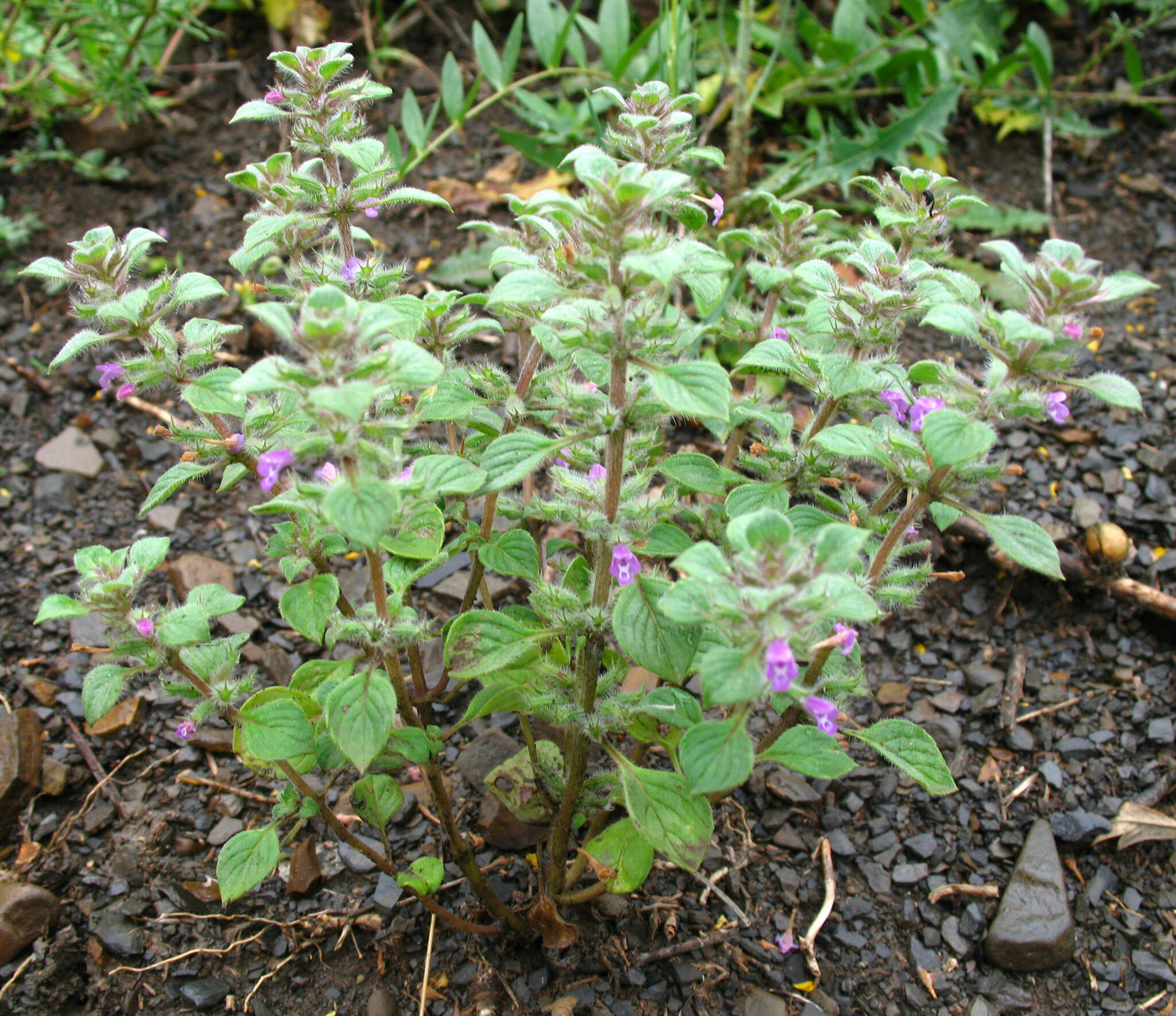 Plancia ëd Clinopodium graveolens (M. Bieb.) Kuntze