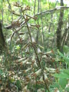 Image of Parasenecio praetermissus (Pojark.) Y. L. Chen