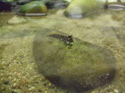 Image of Pearse's mudskipper