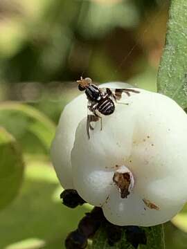 Image of Rhagoletis zephyria Snow 1894