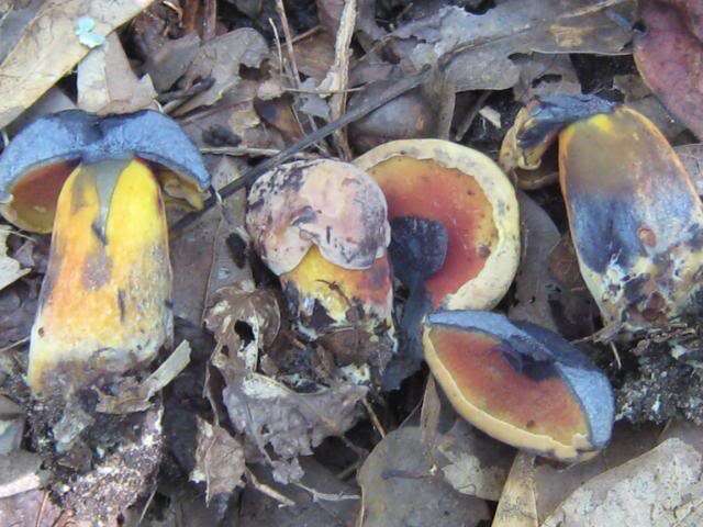 Imagem de Boletus subvelutipes