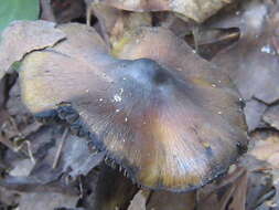 Image de Hygrophore conique