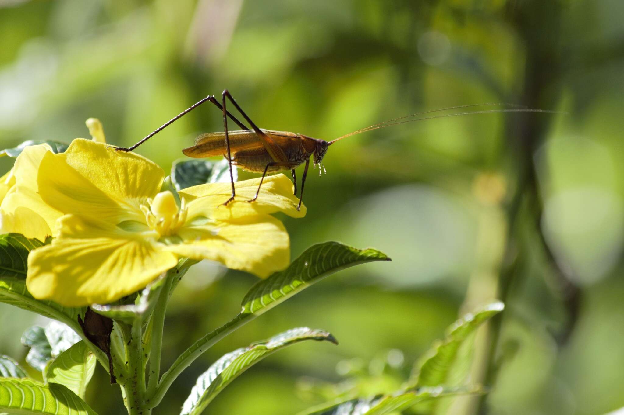 Theudoria melanocnemis (Stål 1861)的圖片